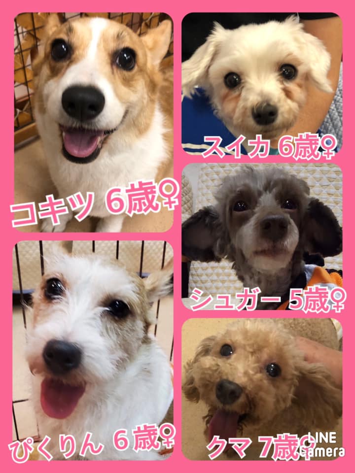 🐾今日の里親様募集中ワンコ🐶メンバーです🐾2020,9,26